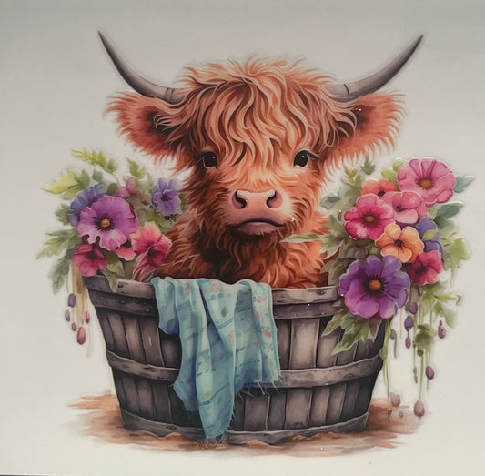 Highland Cow 3